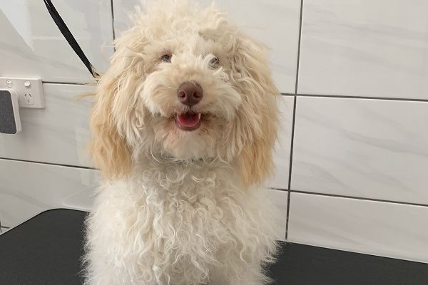 Brindi pregroom Bobby Dazzler Dog Grooming Victoria Point QLD