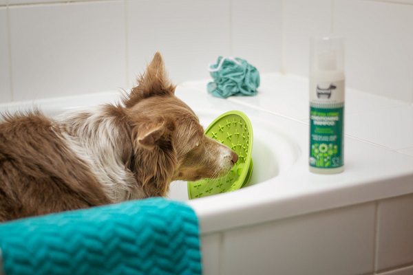 Dog Bath and Blow Dry at Victoria Point QLD