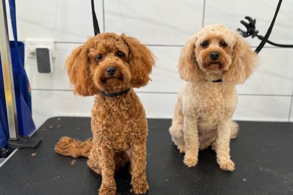 dogs after full dog grooming Victoria Point QLD