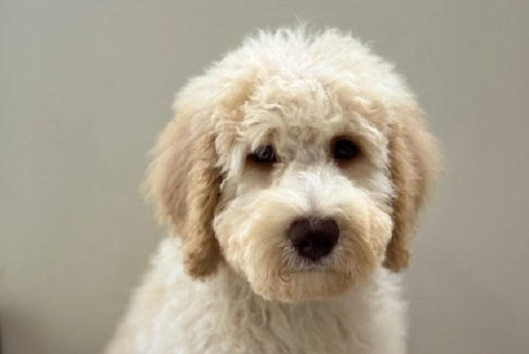 clean puppy after Puppy grooming service Victoria Point
