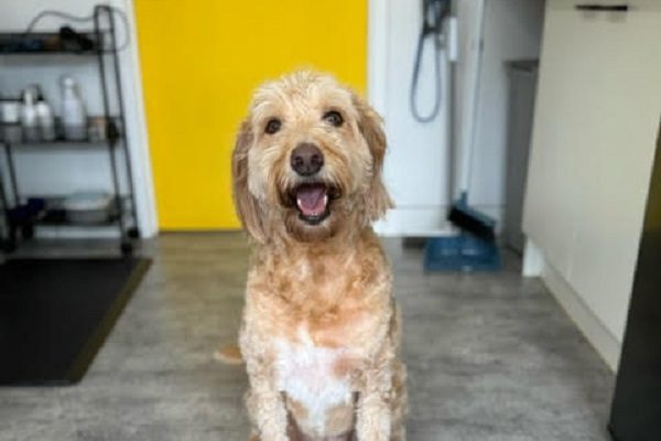 dog looking cool after dog grooming