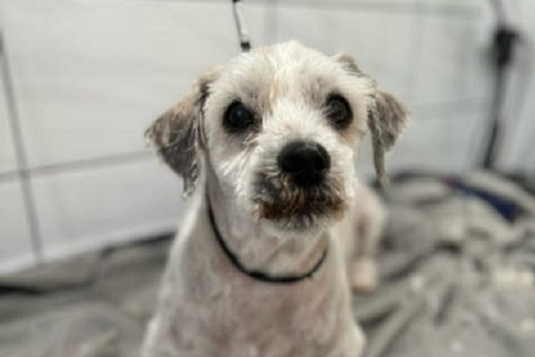 dog looking fresh and clean after dog wash and groom Victoria Point
