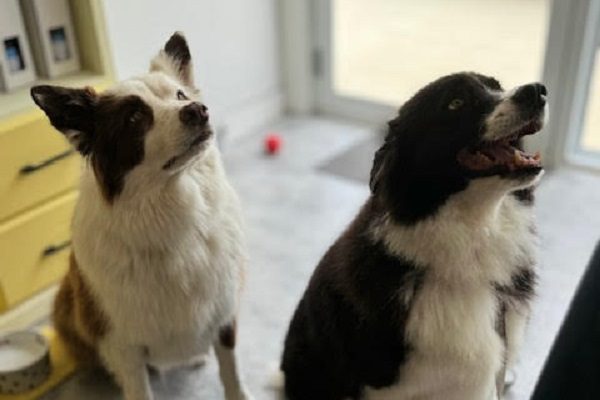 dogs after full deshed groom