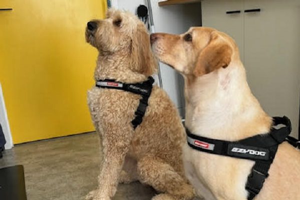 dogs after full hygiene dog grooming Victoria Point
