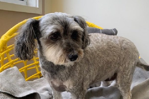 happy dog after summer grooming Victoria Point QLD
