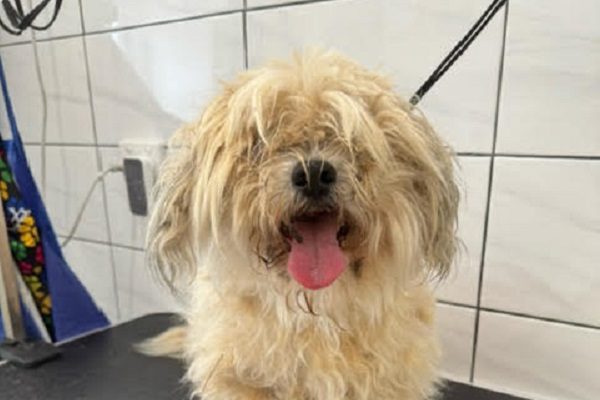 shaggy dog before dog grooming