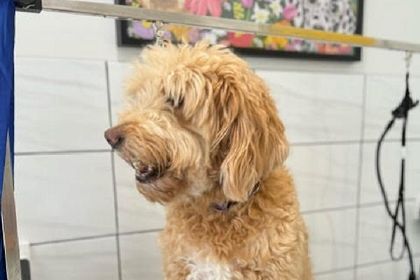 shaggy dog before grooming