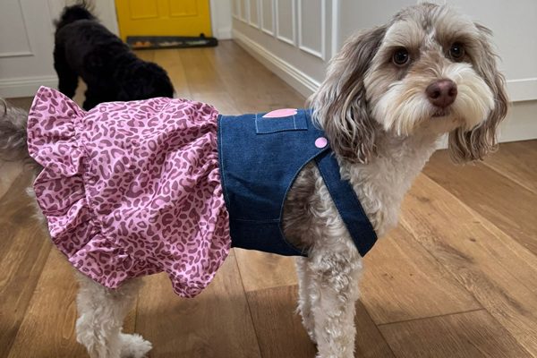 Ettie in pet clothes
