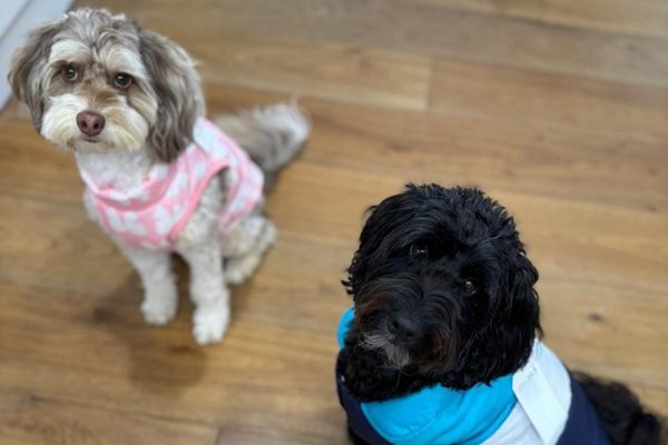 Mr Darcy and Ettie looking and waiting