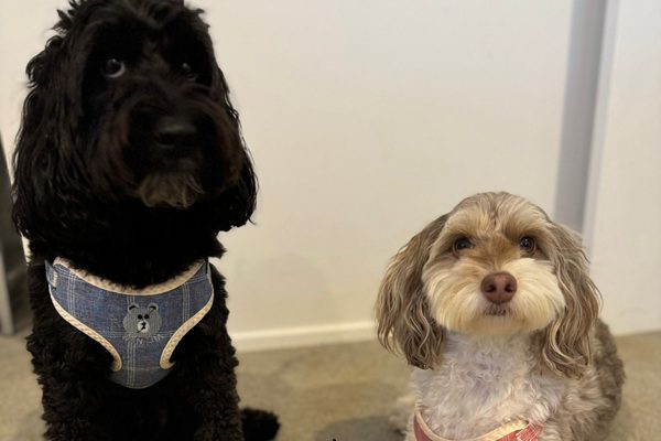 Mr Darcy and Ettie posing again