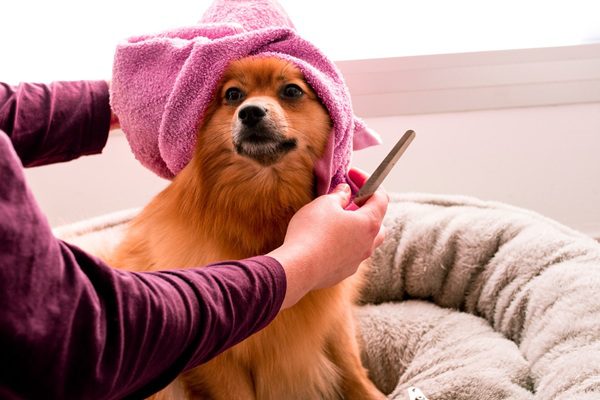dog being groomed and dried